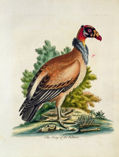 The King of the Vultures by English School